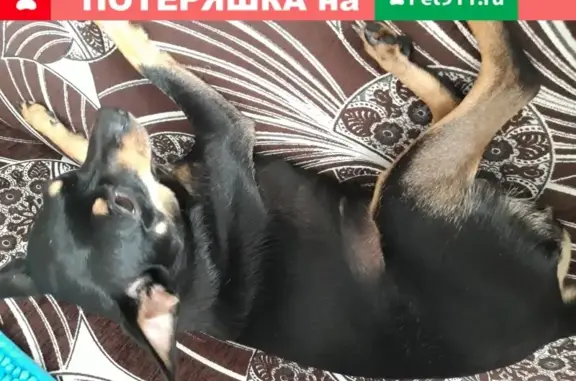 Собака найдена в Тюмени, Россия.