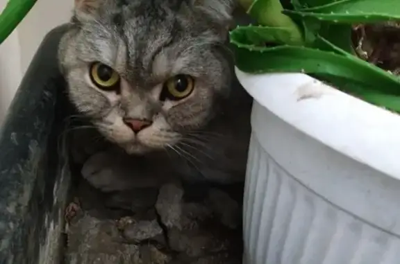 Найден кот в Советском р-не, м. Спортивная, ул. Гагарина, предположительно шотландская порода, очень напуган.
