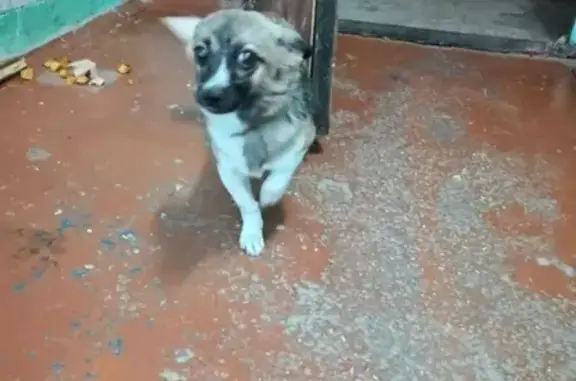 Найдена собака на 9 этаже с красным ошейником в Первомайском районе