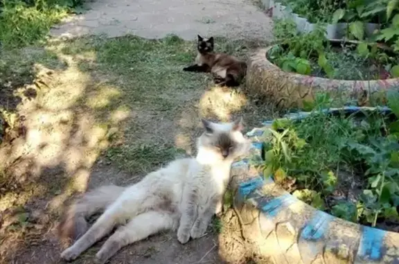 Пропал кот Пух в Тейково, Ивановская область