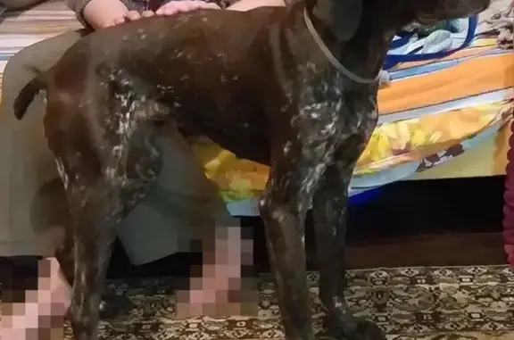 Пропала собака в Адагуме, Краснодарский край