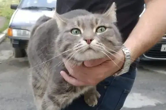 Найдена серая кошка на ЖБИ (Екатеринбург)