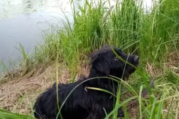 Пропала собака в Новоалтайске, 7-8 мкр.