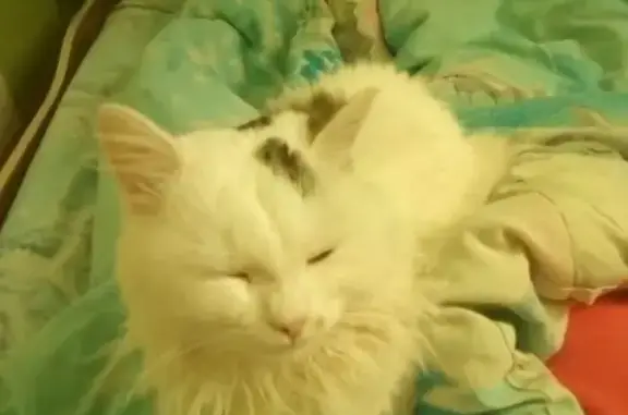 Пропал белый кот с серым хвостом в Межевом, Челябинская область