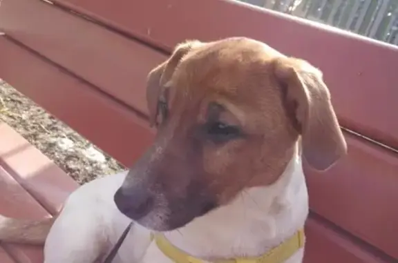 Пропала собака в Парголово, Джек-Рассел, 6 месяцев.
