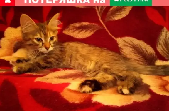 Найдена кошка на Репина 107, ищем хозяев