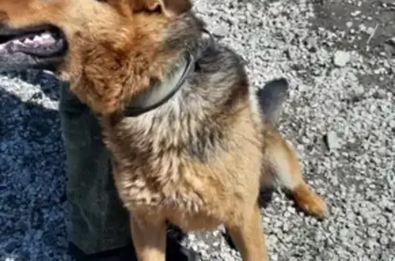 Найдена собака Мухтар в Шилово, ищем хозяев