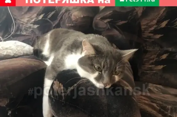 Кошки потеряшки, Новосибирск, фото: Потеряшка кошка 