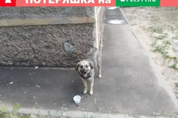 Найдена собака в Советском районе Воронежа!