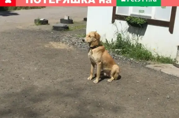 Найден пес в Скотном на Новоприозерском шоссе, СПб.