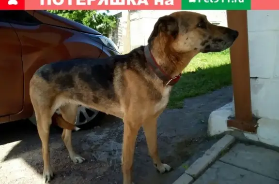 Найдена собака в Куйвози, Всеволожский р-н