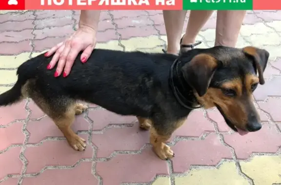 Найдена собака в Большом Козино