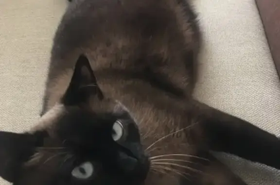 Кошки потеряшки, Тамбов, фото: Потеряшка кот Симка в Чистых прудах, Тамбов.