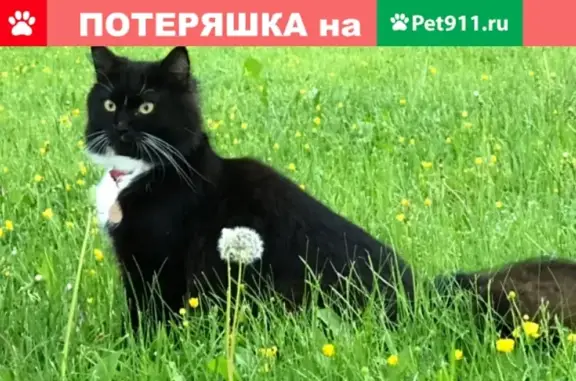 Пропал котик в Одинцовском посёлке Жуковка