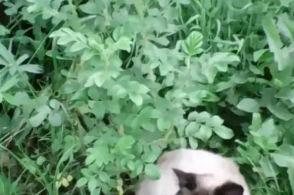 Найдена кошка на ул. Кирова, 10 (подвал)
