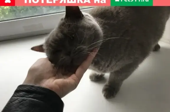 Найден кот в Слободском - СРОЧНО!