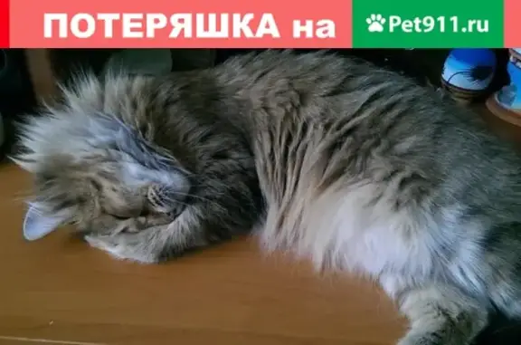 Пропала кошка на ул. 60 лет Октября 55, РОЗЫСК!