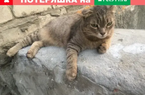 Найден кот в Воронеже, ищет дом