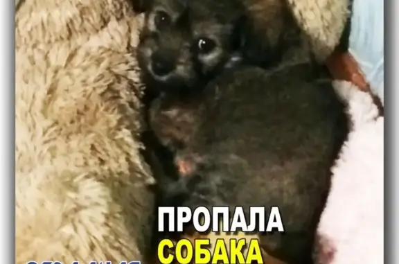 Пропала собака Фикса в ст. Отрадной, р-н ХХ партсъезда