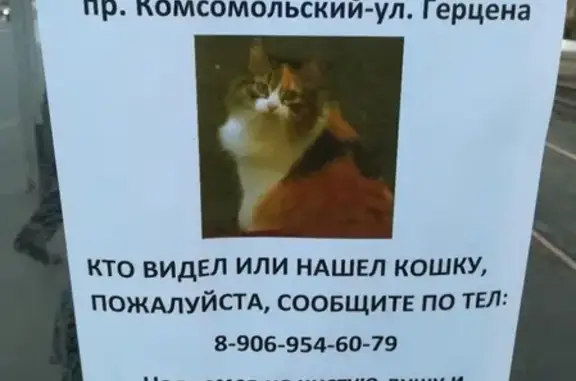 Пропала кошка на ул. Герцена 14.06. Помогите найти!