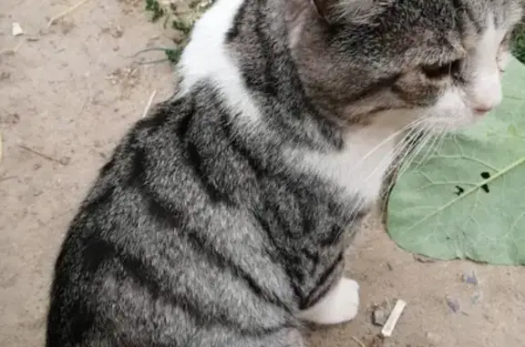 Найден кот на ул. Бажова 7, 9 в Краснооктябрьском районе, ищет дом.