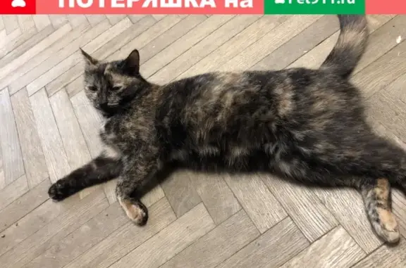 Кошки потеряшки, Москва, фото: Потеряшка кошка Маруся на Каширском шоссе 5к1