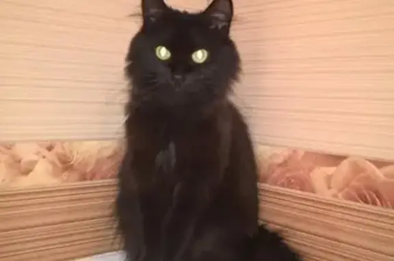 Кошки потеряшки, Новосибирск, фото: Потеряшка чёрная кошка на ул. Выборной, 106 (Новосибирск)