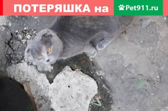 Пропала кошка на улице Социалистической (Ростов-на-Дону)