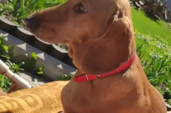 Собаки потеряшки, Москва, фото: Потеряшка рыжая такса на Россошанской ул., вознаграждение 10 000 руб.