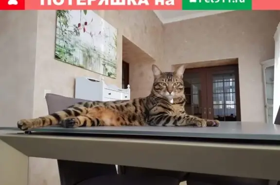 Пропала кошка Метис в Щаповском поселении, Москва