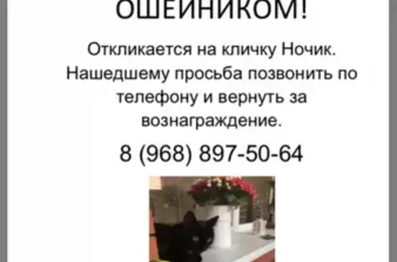 Пропала кошка Ночь в Дедовске с ошейником