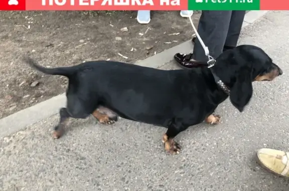 Найденные животные Москва, фото: Найдена такса на станции МЦК Ростокино.