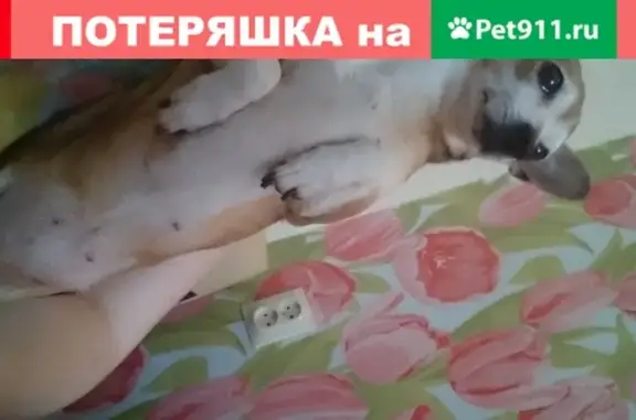 Потерянные животные Тамбов, фото: Пропала собака Роро на Московской улице в Тамбове