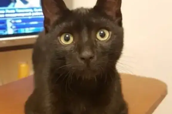 Кошки потеряшки, Москва, фото: Потеряшка кот Черныш, Шипиловская улица 10