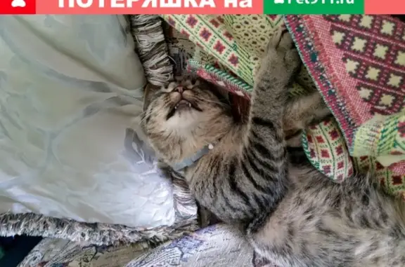 Пропал кот Мурзик в поселении Вороновское, Москва, Лесные Ключи, 6