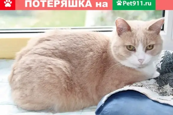 Найдена кошка на Коломенском проезде в Москве