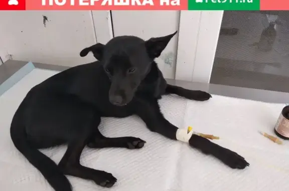 Пропала собака Арчи в Крымске, ул. Белинского
