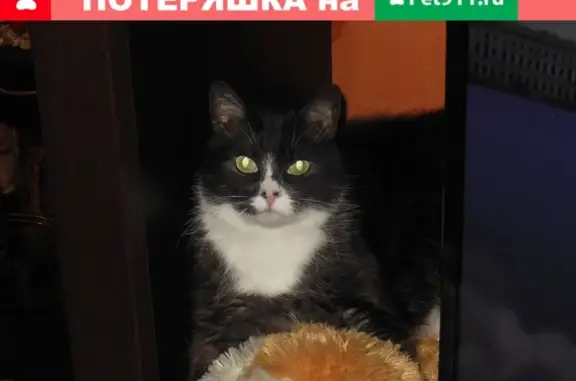 Пропал кот с черными точками на носу в Приветнинском, Ленобласть.