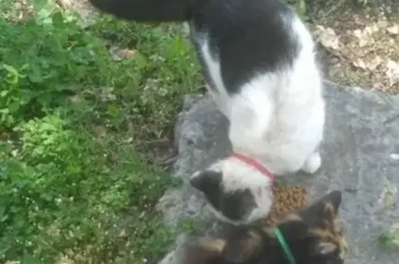 Пропали кошка и кот в Майкопе, Республика Адыгея