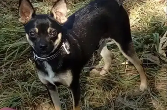 Пропала собака на Клыкова в Курске