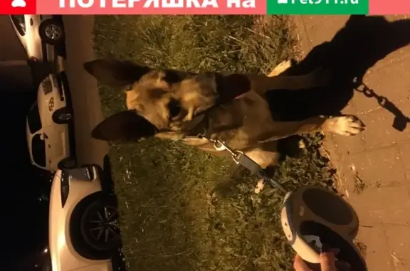 Найден щенок на ул. Солнечной, Минск