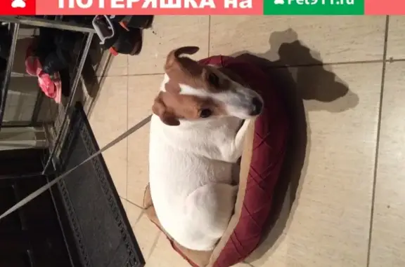 Найдена собака, Москва, фото: Найдена собака в Куркино