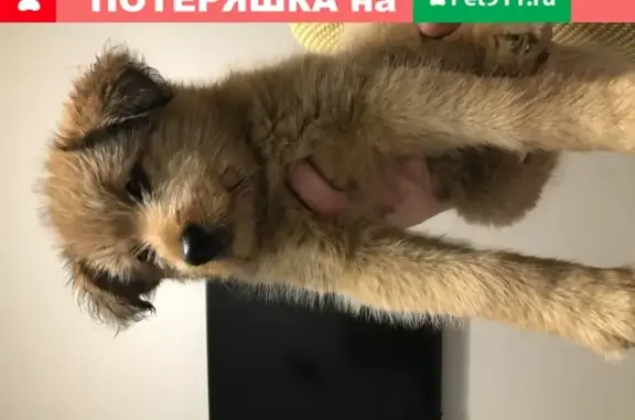 Найден щенок на Б. Очаковской 12 в Москве