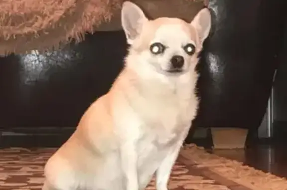 Потерянные животные Москва, фото: Пропала собака в Москве, район Вднх, ул. Ракетный бульвар, д.7