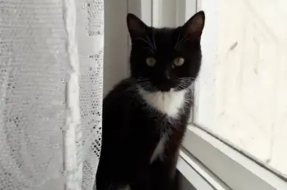 Собаки потеряшки, Тверь, фото: Потеряшка кот Тима в Твери на Комсомольском проспекте 19А