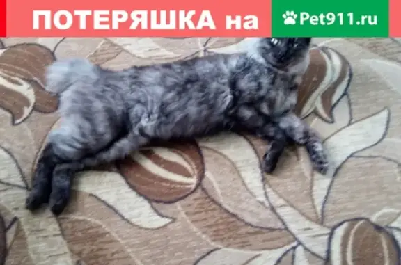 Пропала кошка в Иркутске, ул. Северная-Ушаковская, вознаграждение