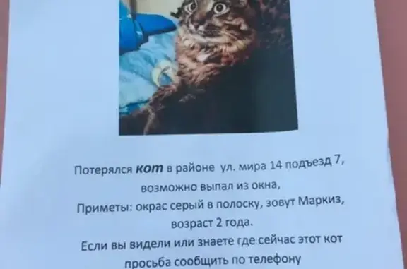 Пропал кот в Сургуте на проспекте Мира