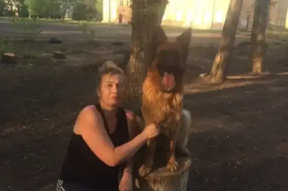 Пропала собака Герда в д. Пирогово, Каменского района