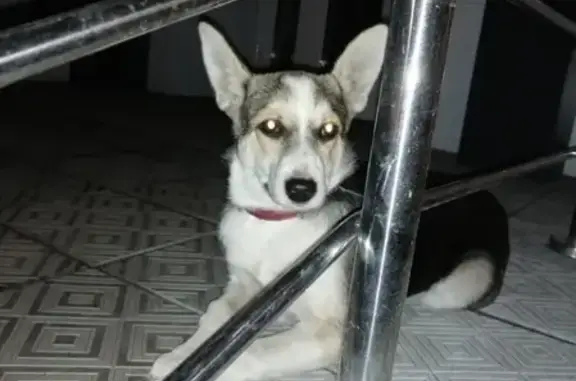 Потерянная собака в Нефтянниках на Бородина ищет хозяина
