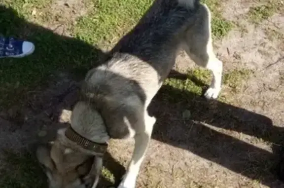 Потерянные животные Сургут, фото: Пропала собака в Сургуте, ищут хозяев!